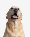 excited golden retriever dog sticking out tongue and panting Royalty Free Stock Photo