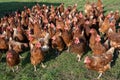 Excited hens, free range brown hens of sustainable farm in chicken garden.