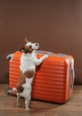 An excited Jack Russell Terrier dog with paws on suitcase, poised for adventure