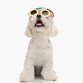 excited little bichon dog with hat and sunglasses looking up and panting Royalty Free Stock Photo