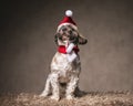 excited little shih tzu with christmas hat and scarf looking up