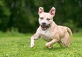 An excited Pit Bull Terrier mixed breed dog running Royalty Free Stock Photo