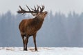 Excited Roaring Deer. Winter Wildlife Snapshot With Great Stag.