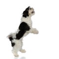 Excited shih tzu standing on back paws looks up