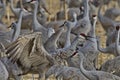 Excited squawking of sandhill crane in New Mexico flock