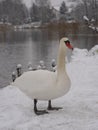 excited swan standing on bank of the reservoir at the first snow Royalty Free Stock Photo