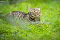 Excited tabby cat lying on the grass