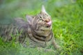 Excited tabby cat lying on the grass Royalty Free Stock Photo