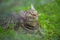 Excited tabby cat lying on the grass