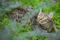 Excited tabby cat lying on the grass