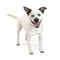 Excited Happy Spotted Large Breed Dog Royalty Free Stock Photo