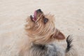 Excited Yorkshire Terrier dog on beach, looking up eagerly to a ball in the air