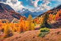 Exciting autumn view of Dolomite Alps with yellow larch trees and winding road on background. Royalty Free Stock Photo