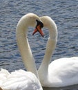 Exciting and beautiful couple of swans is fall in love.