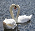 Exciting and beautiful pair of swans is fall in love. Royalty Free Stock Photo