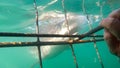 Exciting cage diving for shark at South Africa tourist attraction