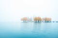 Exciting charming autumnal minimalistic landscape with an island of yellow trees in the middle of a lake in a misty morning