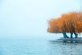 Exciting charming autumnal minimalistic landscape with an island of yellow trees in the middle of a lake in a misty morning Royalty Free Stock Photo