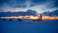 An exciting experience riding a dog sled in the winter landscape. Snowy forest and mountains with a dog team. Royalty Free Stock Photo