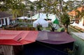 Self travel with tent, hotel outdoor camp under pine tree in spring at Da Lat city