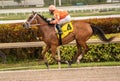 Gulfstream casino and horse racing Park in Miami, Florida - Sunday Racing