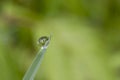 Exciting macro of a drop