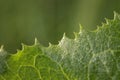 The edge of the green leaves