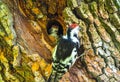 A woodpecker is feeding its chick Royalty Free Stock Photo