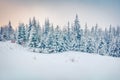 Exciting winter postcard of Carpathian mountains with snow covered fir trees. Colorful outdoor scene, Happy New Year celebration