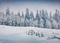 Exciting winter view of Carpathian mountains with snow covered fir trees.