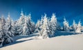 Exciting winter view of mountain forest with snow covered fir trees, Carpathians, Ukraine, Europe. Bright outdoor scene, Happy Ne