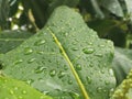 Exclusive best picture green leaf with raindrops Royalty Free Stock Photo