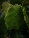 Exclusive best picture green leaf with raindrops Royalty Free Stock Photo