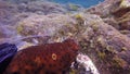 Exclusive macro underwater video about sea cucumber dispel sperm in Atlantic ocean.