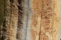 Elegant unique pattern on pine wood damaged by insects and natural factors. Natural background. Outdoor.