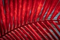 Exclusive Red Tone of Coconut Leaf and Stem Beautiful Scenario Royalty Free Stock Photo