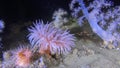 Exclusive soft coral underwter in White Sea.