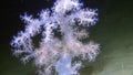 Exclusive soft coral underwter in White Sea.