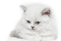 Exclusive white kitten with blue eyes Royalty Free Stock Photo