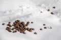 Excrement / feces in the snow from an elk / moose