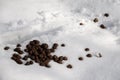 Excrement / feces in the snow from an elk / moose.