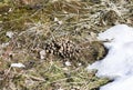 The excrement of a moose in early spring Royalty Free Stock Photo