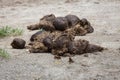 Excrements of Indian rhinoceros Rhinoceros unicornis