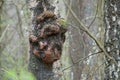 Excrescence on the tree trunk