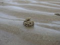 Excreted deposit left by a sandworm on the beach in Netherlands