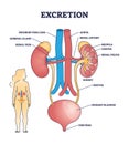 Excretion process anatomy with biological urinary explanation outline diagram