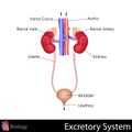 Excretory System Royalty Free Stock Photo