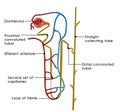 Excretory system Royalty Free Stock Photo