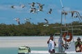 Excursion boat with tourists feeding at the gulls in the Holbox Laguna Conil, Mexico