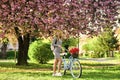 Excursion to garden. Athletic woman ride retro bicycle. Travel by bike. Weekend concept. Spring holidays. Riding bicycle Royalty Free Stock Photo